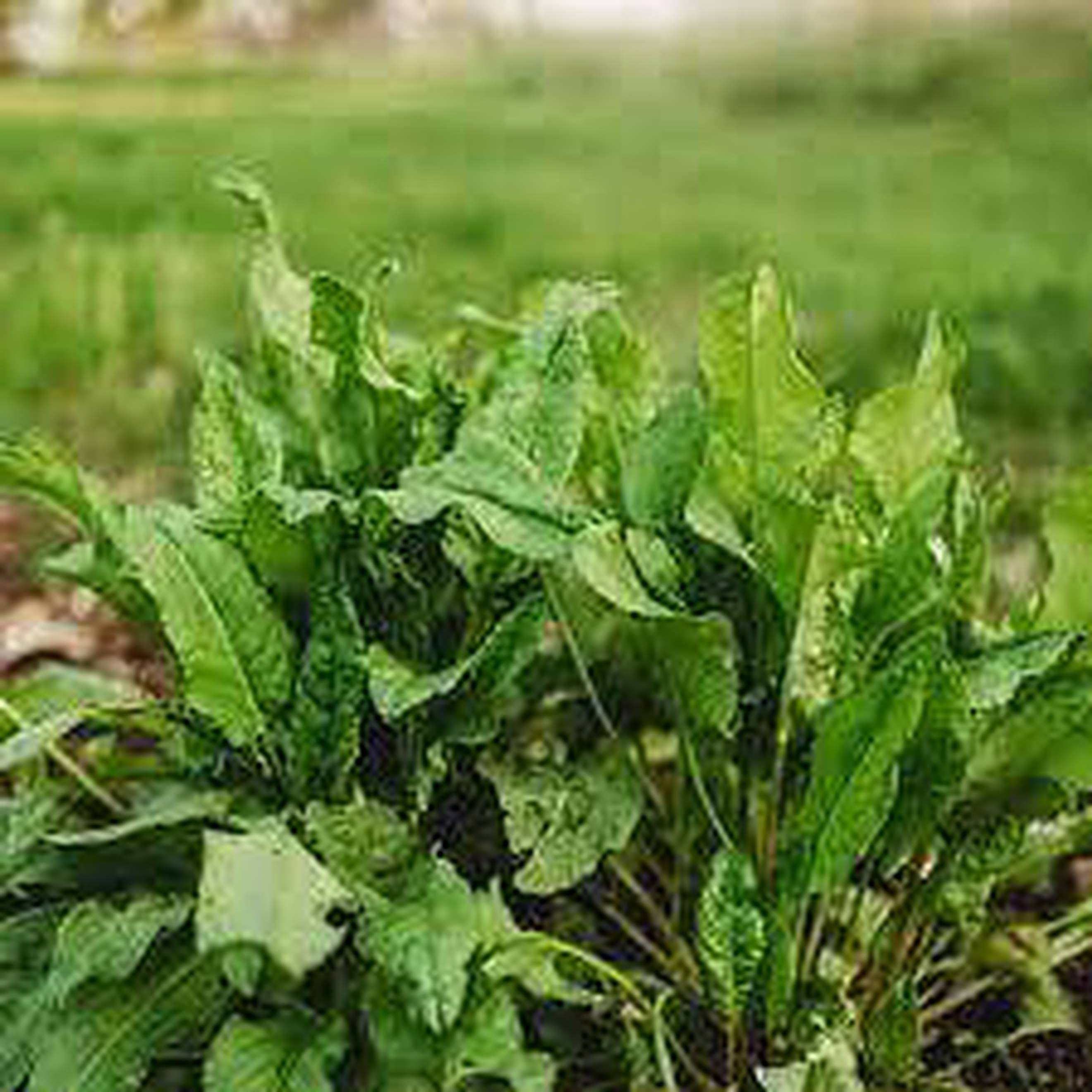 Sorrell, British organic