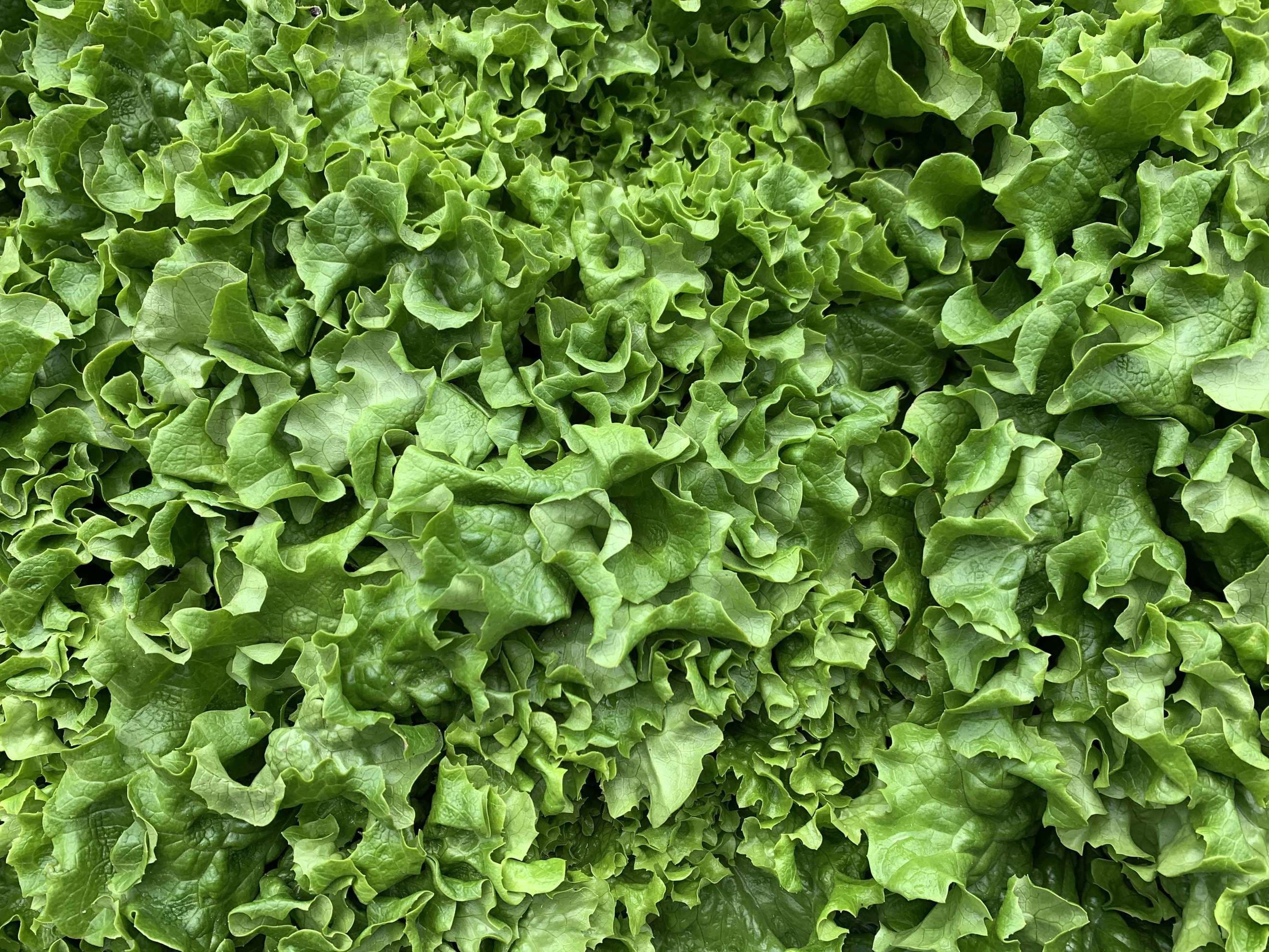 Lettuce - Green Batavia