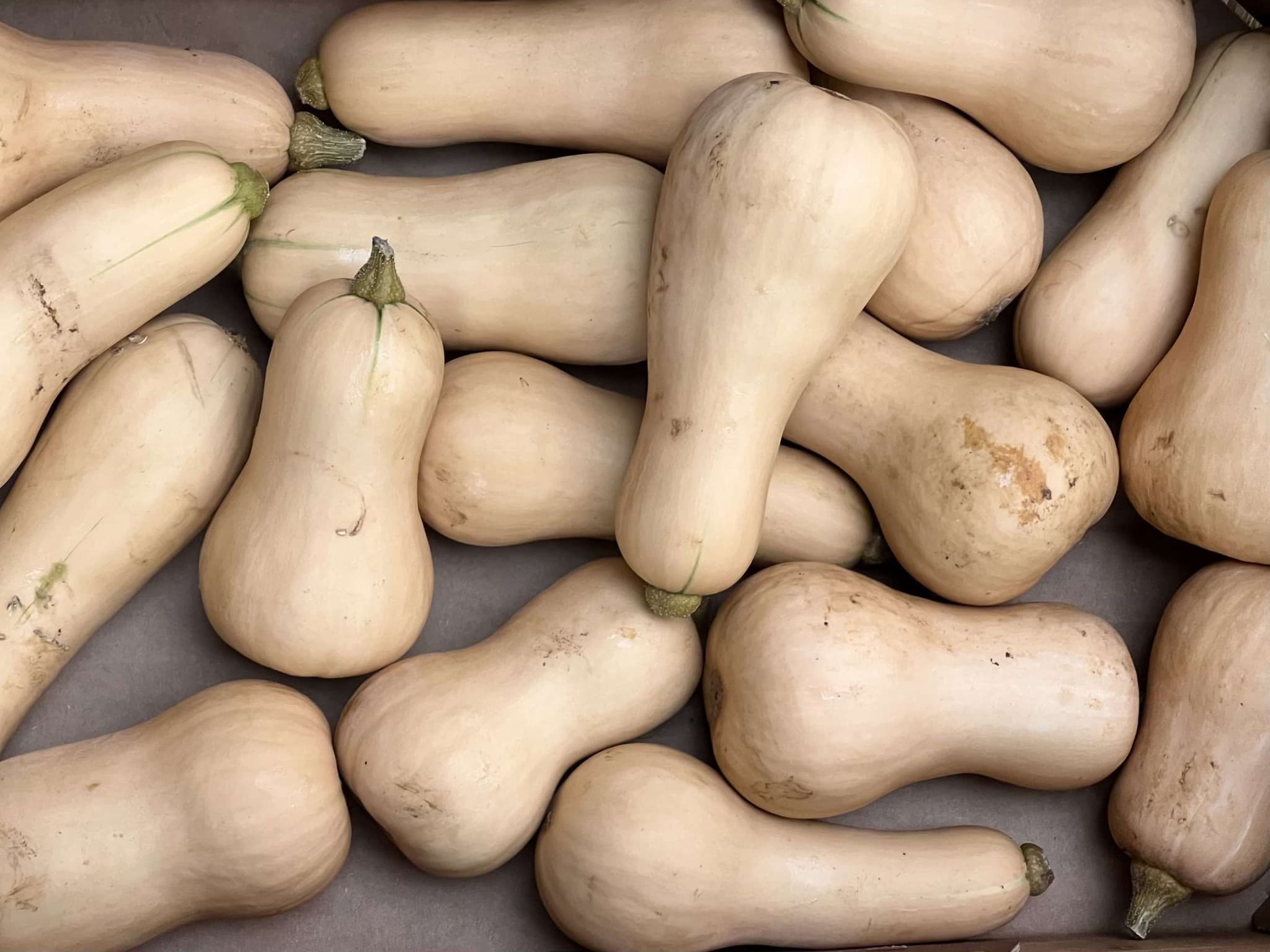 Squash - Butternut small