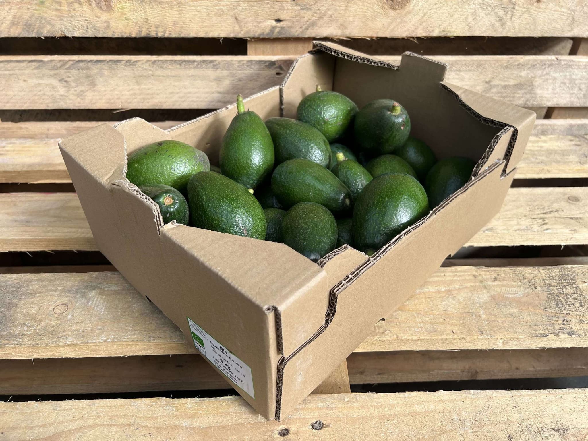 Avocados - Organic Bacon