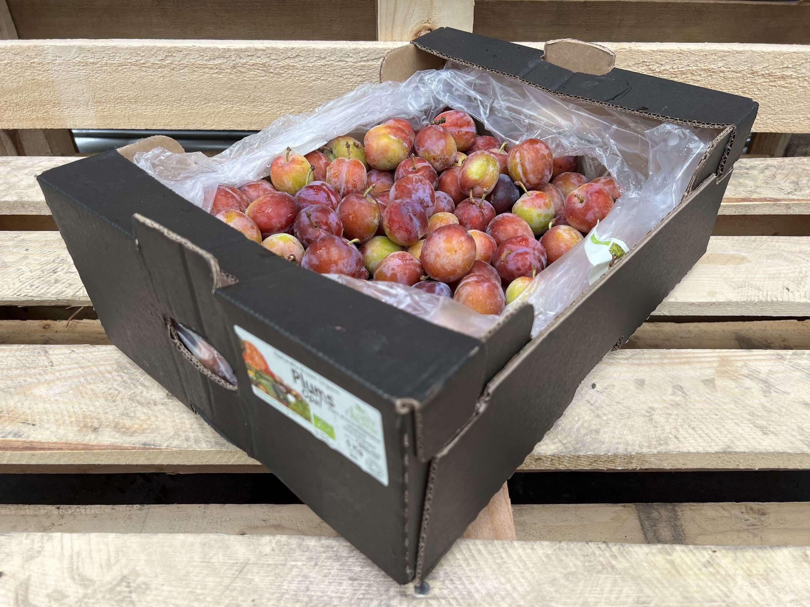 Plums - British Organic Red Opal
