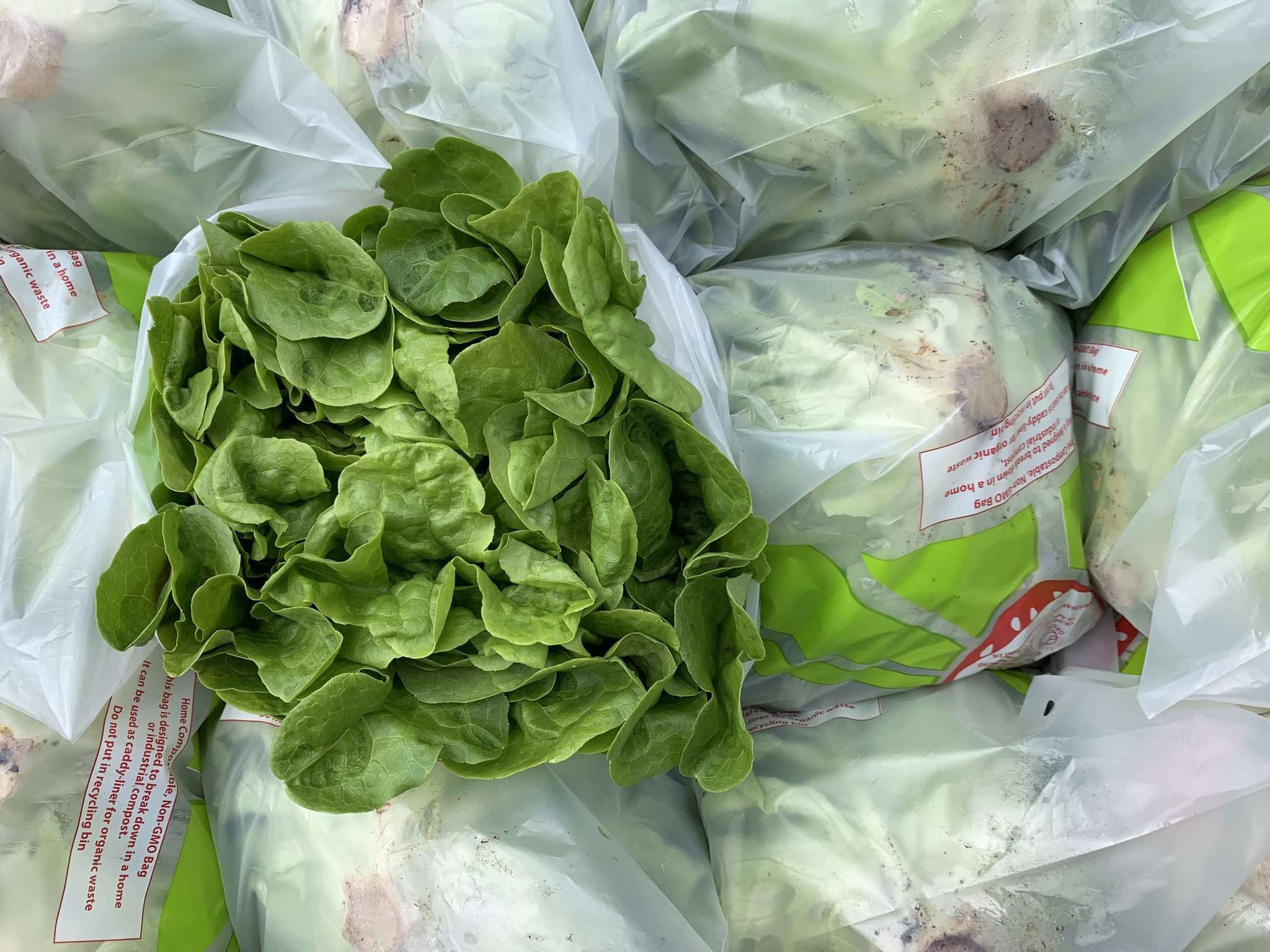 Lettuce - Oakleaf Green Organic