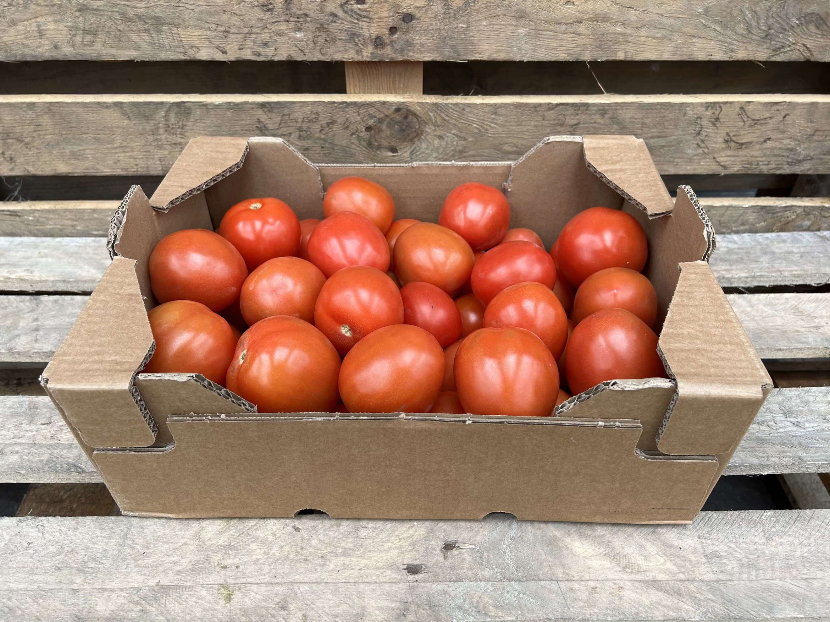 Tomatoes plum