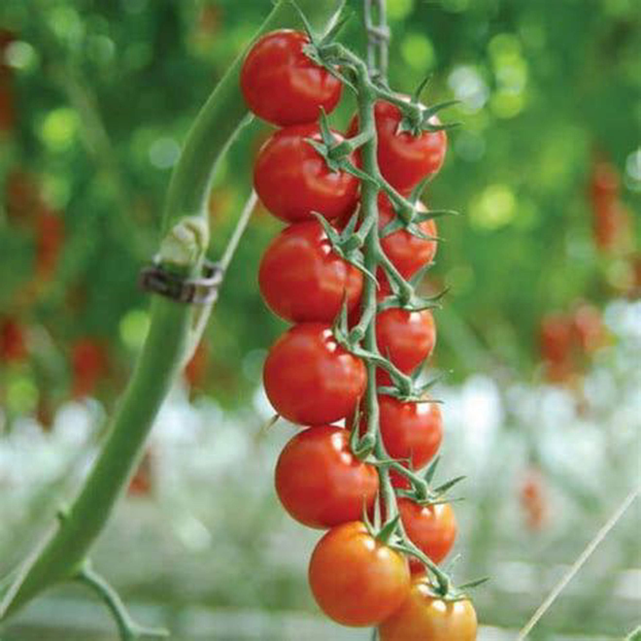 Tomatoes, Sakura - Organic British Cherry