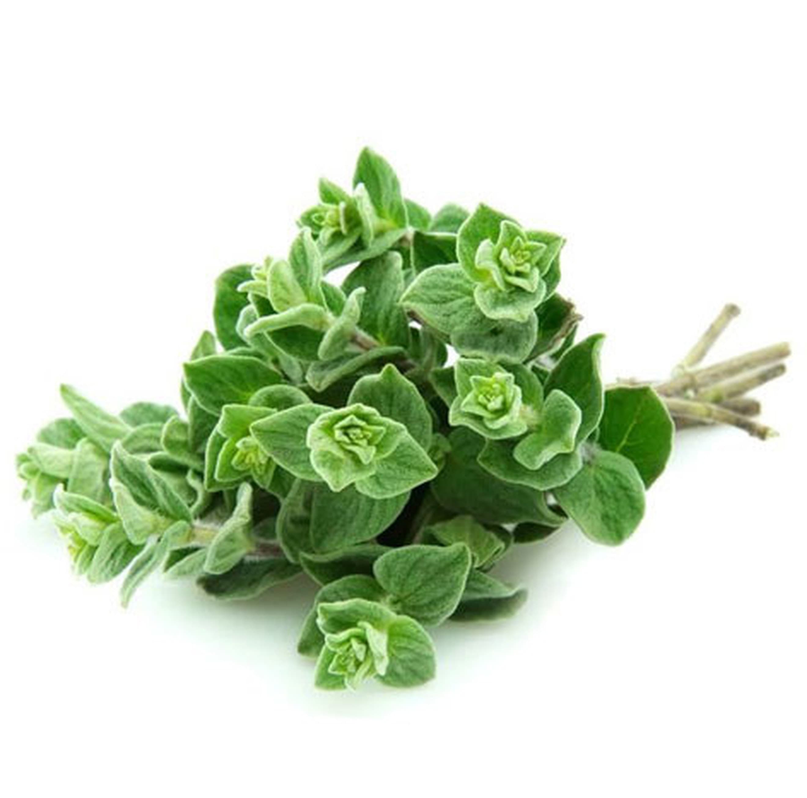 Oregano - fresh organic