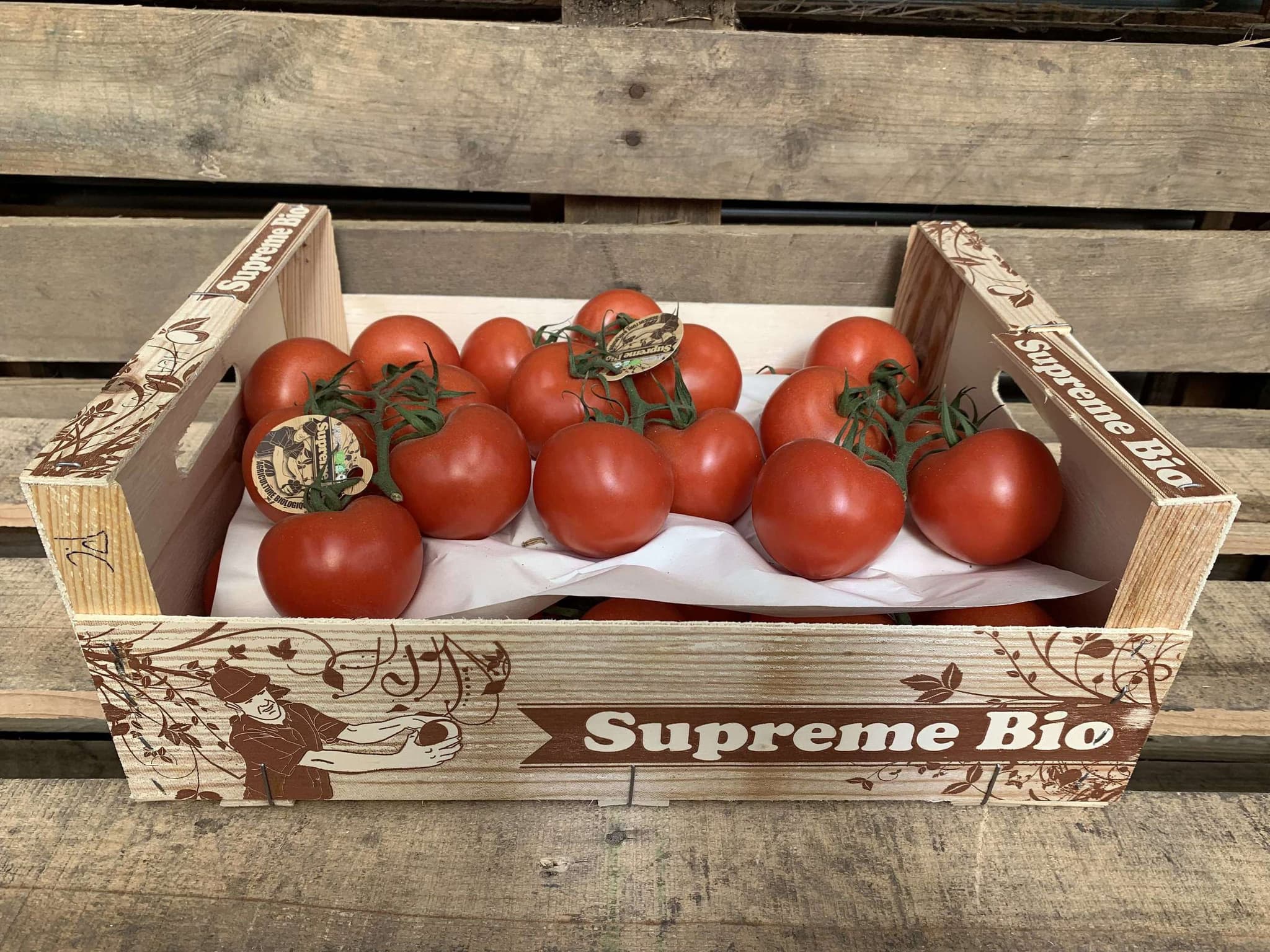 Tomatoes - Organic vine