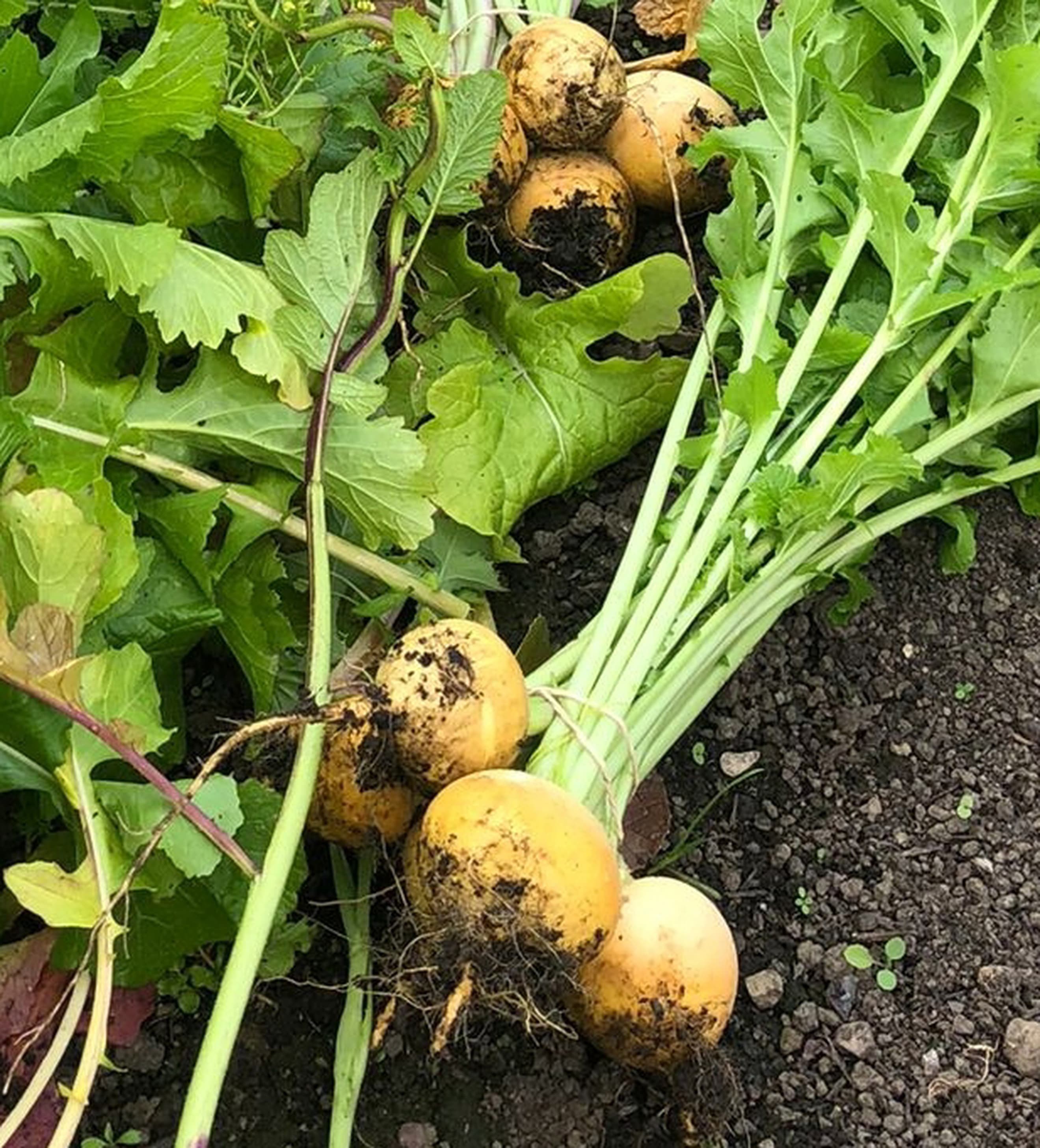 Turnip, Golden Balls - 1 bunch