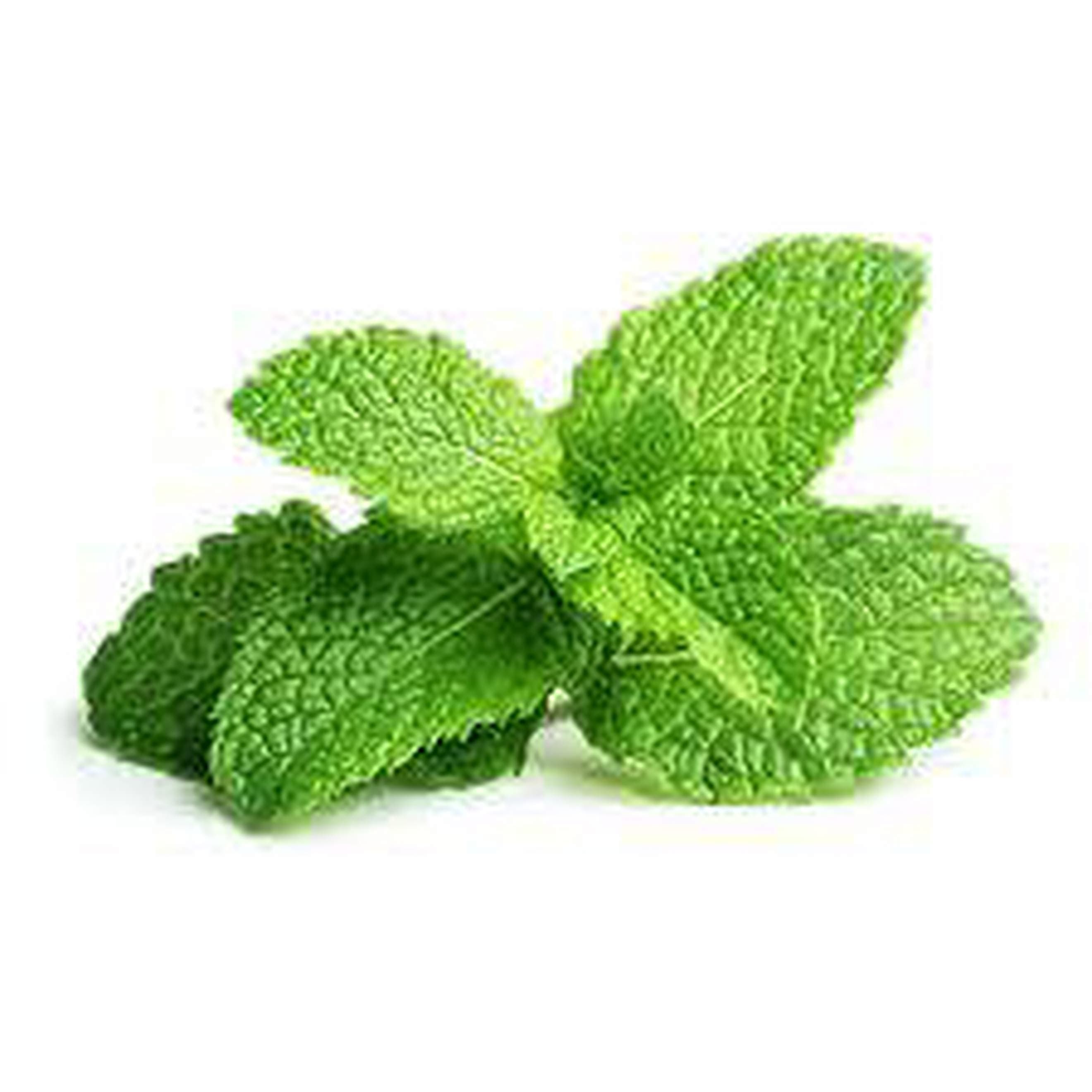 Mint, garden