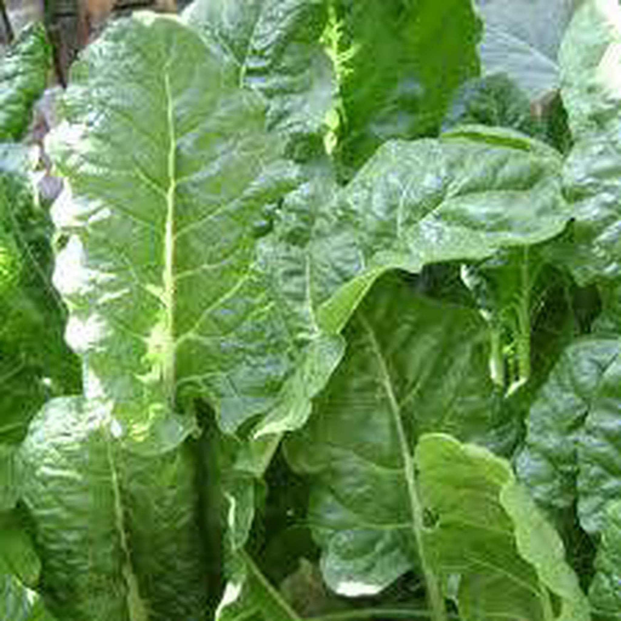 Spinach Perpetual