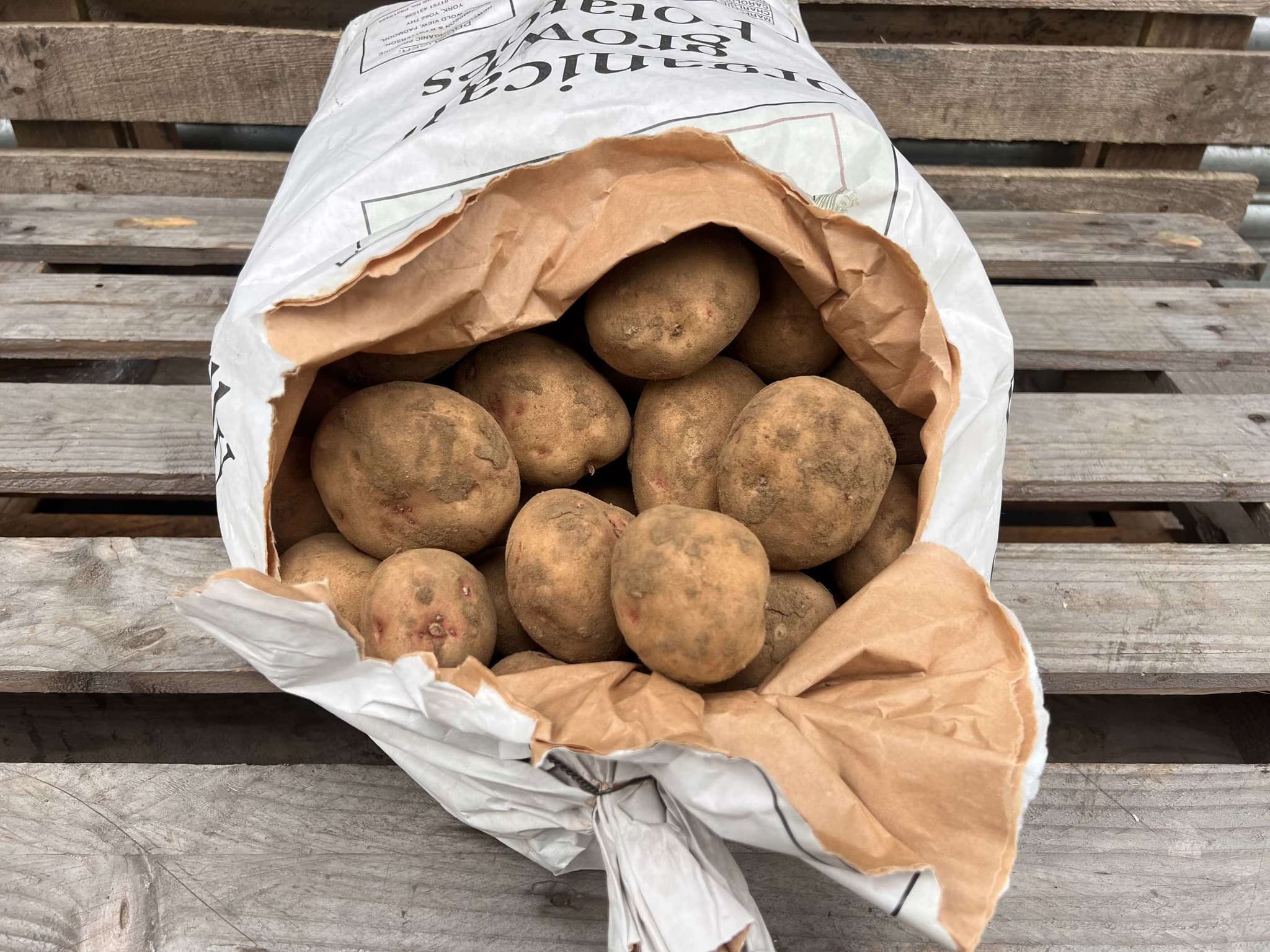 Potatoes - Cara White