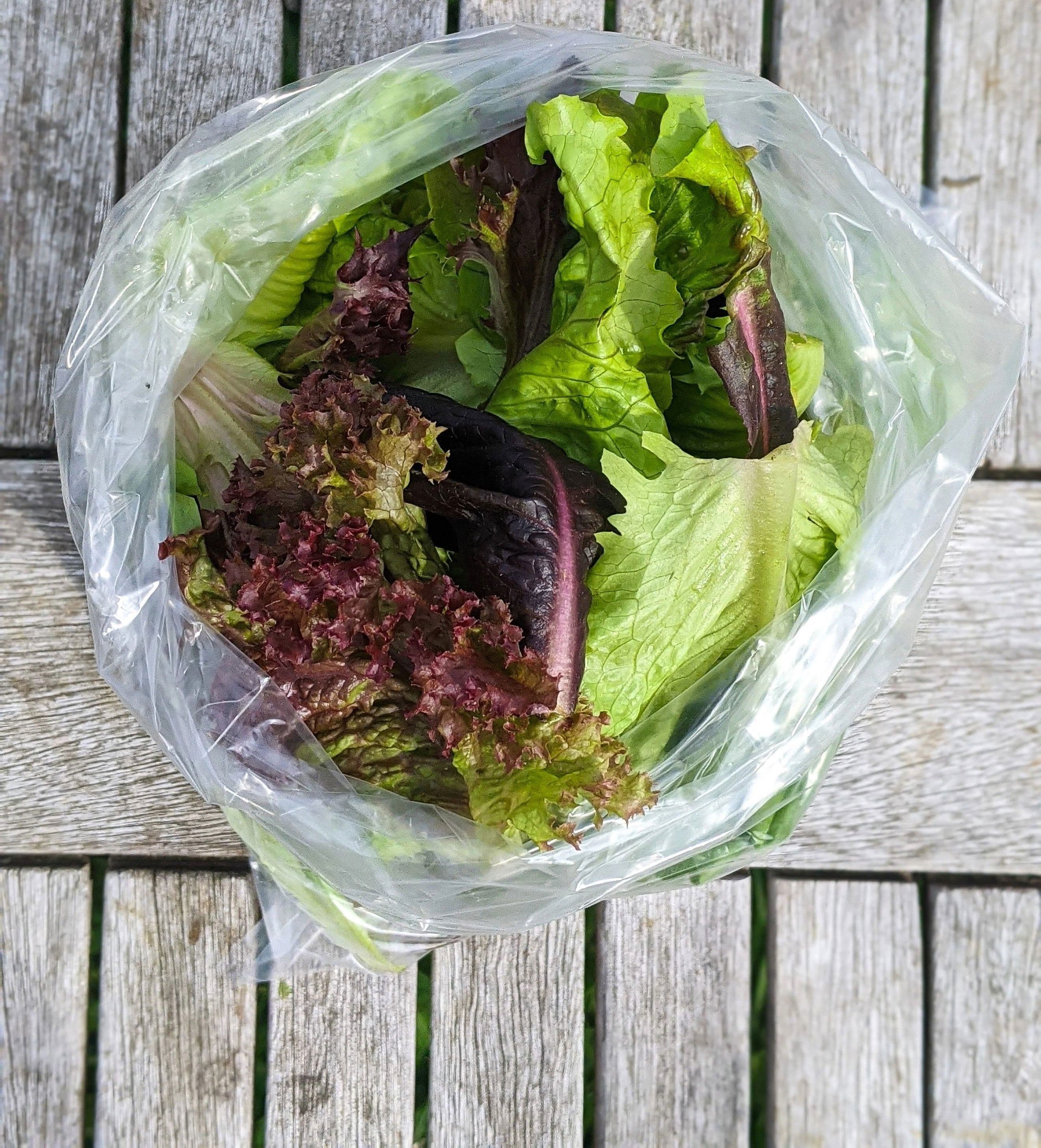 Salad mix - 125g, lettuce mix
