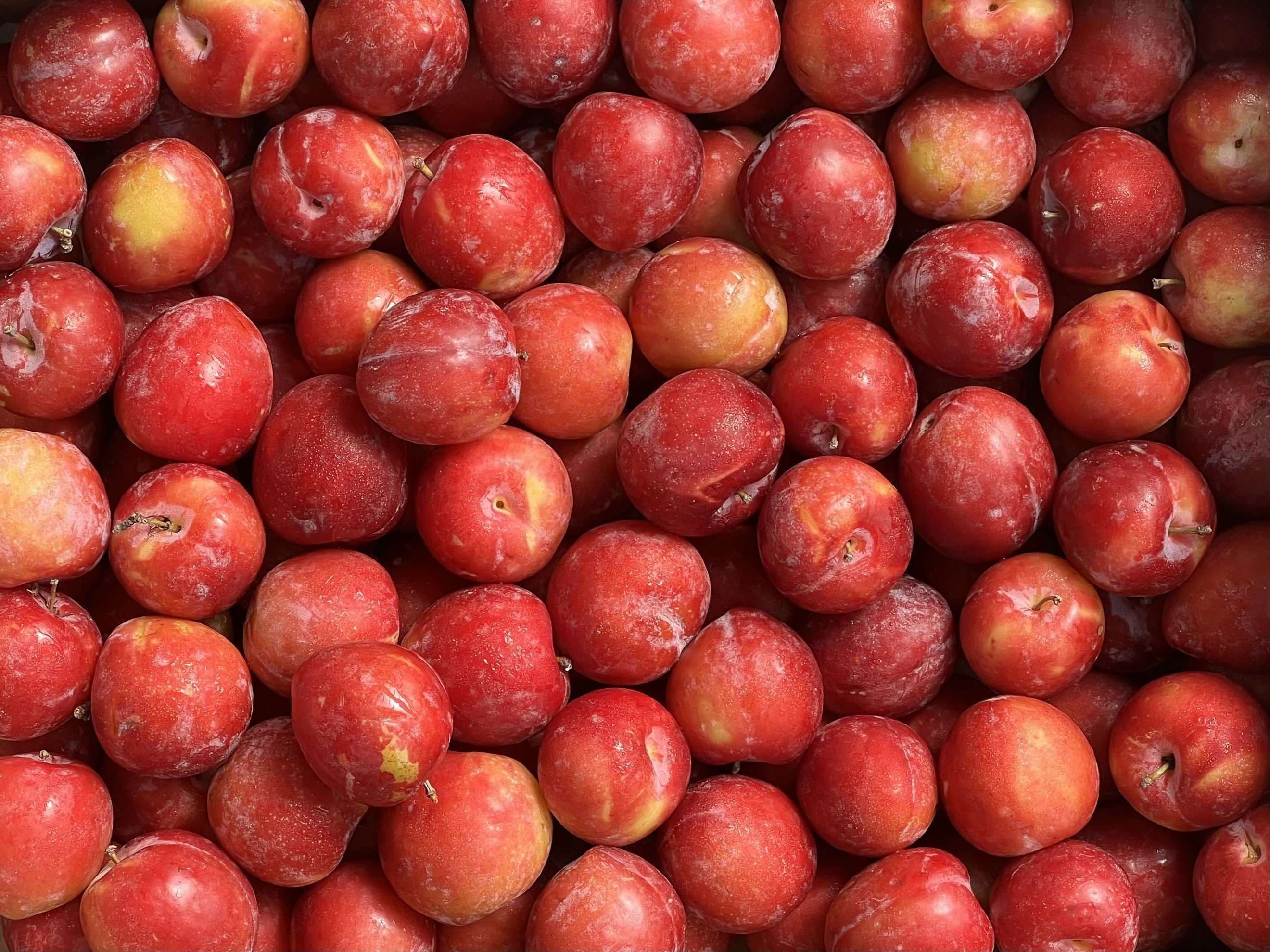 Plums - Organic Santa Rosa punnet