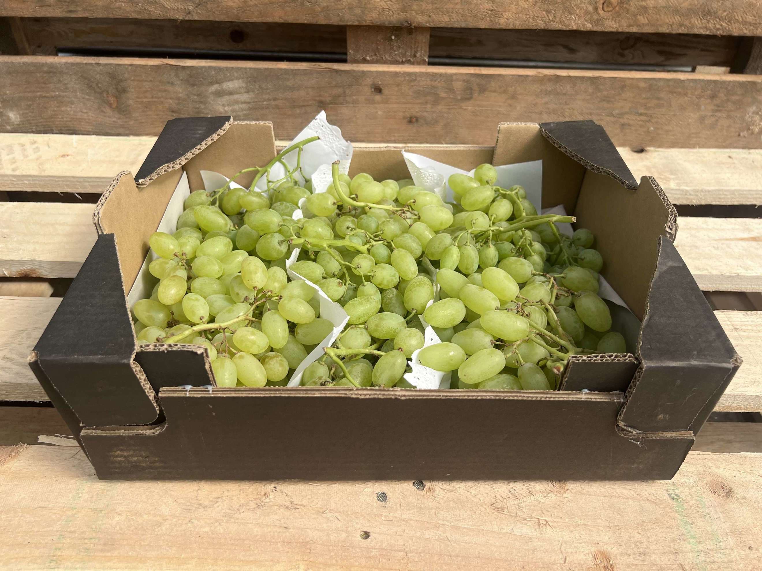 Grapes - Organic White seedless