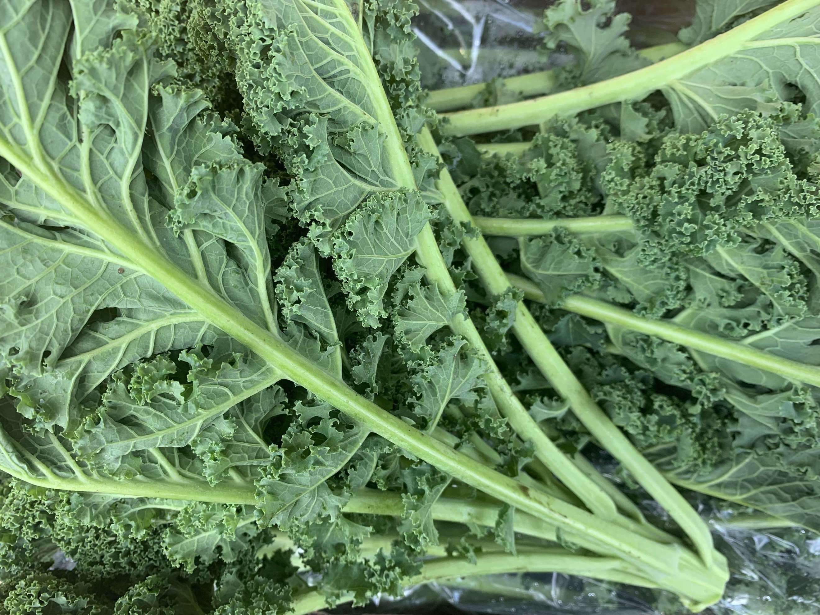 Kale - curly - British Organic 250g