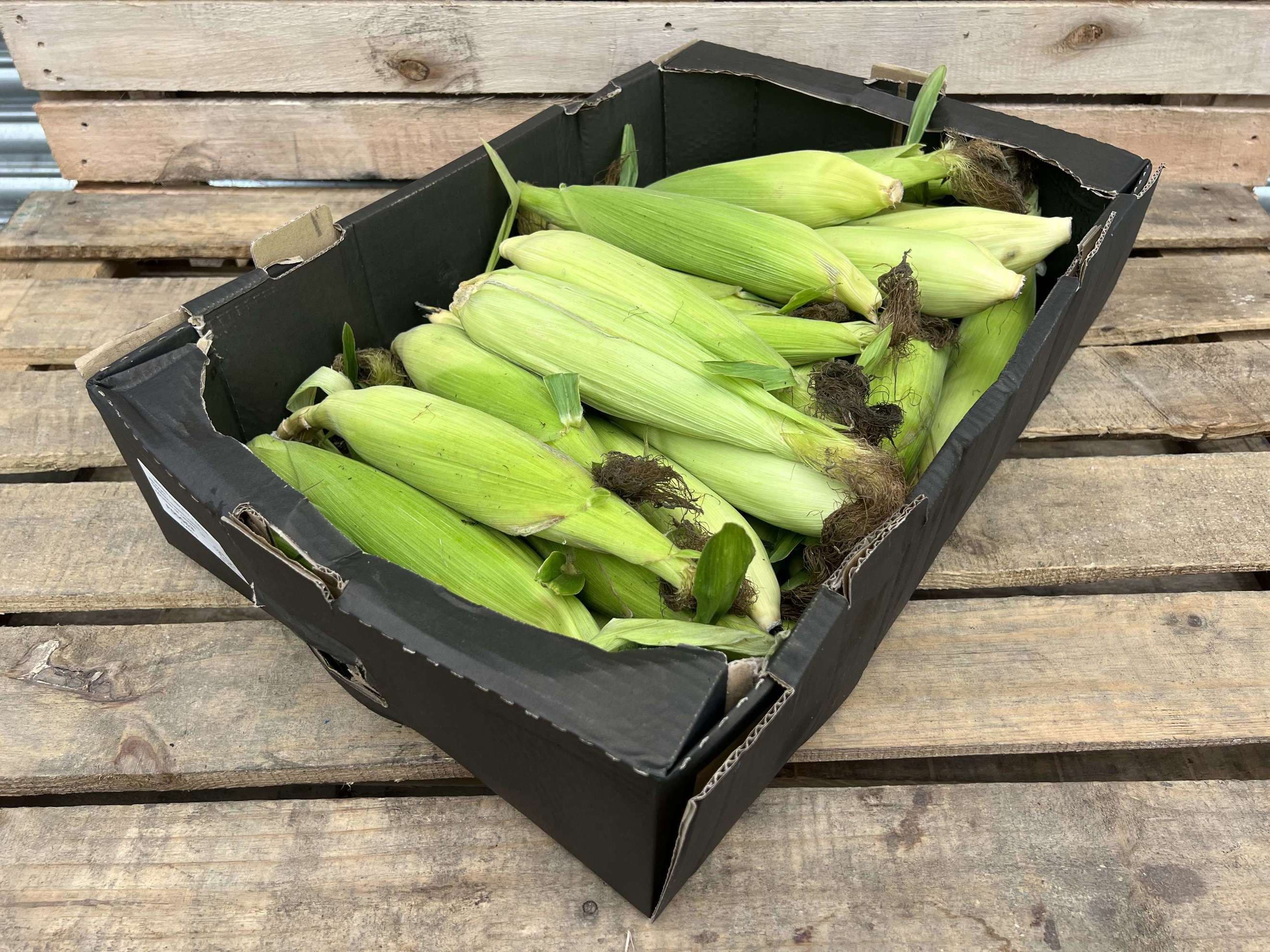 Sweetcorn - British Organic - 1