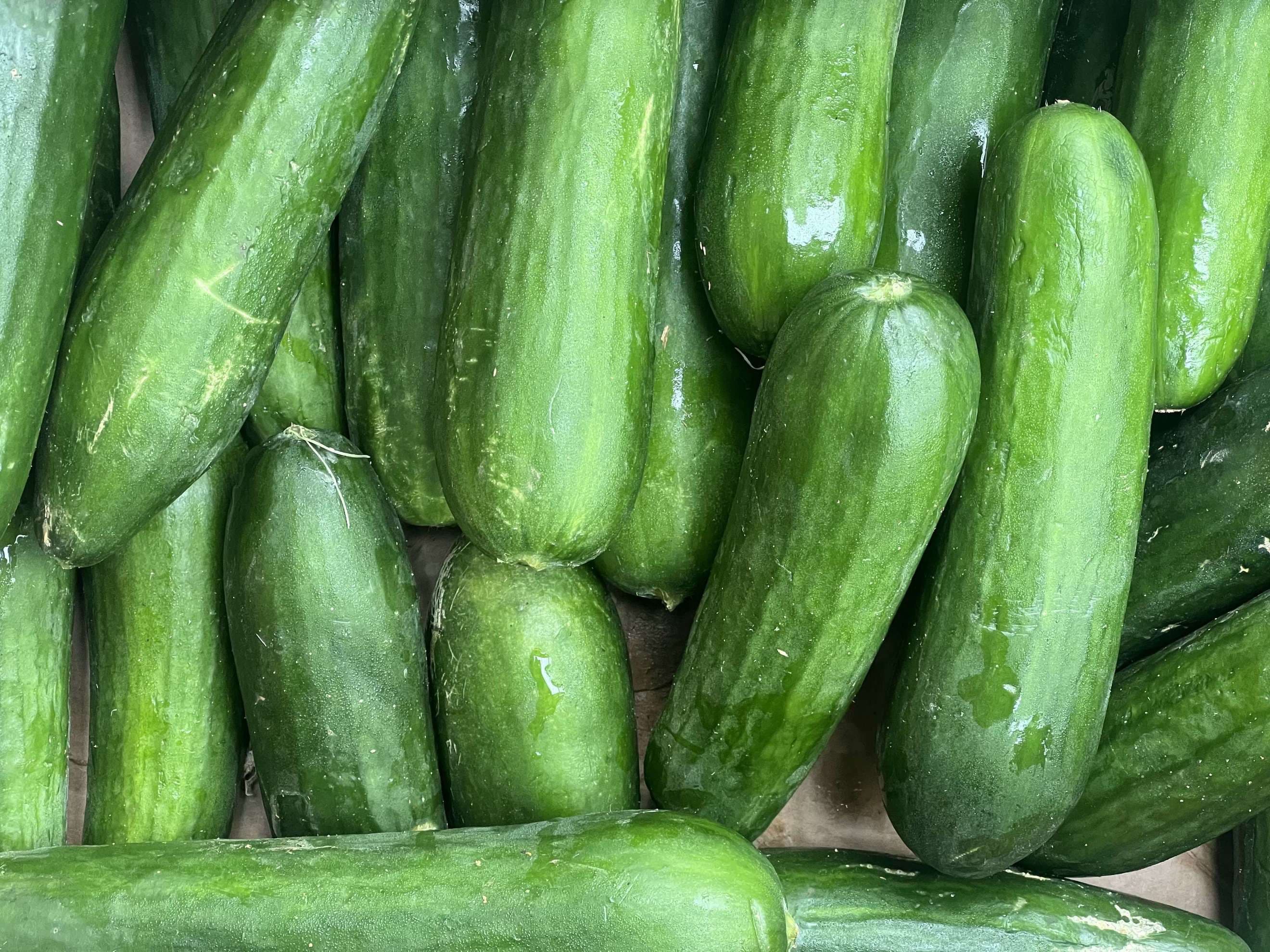 Cucumber - British Organic Short Biodynamic