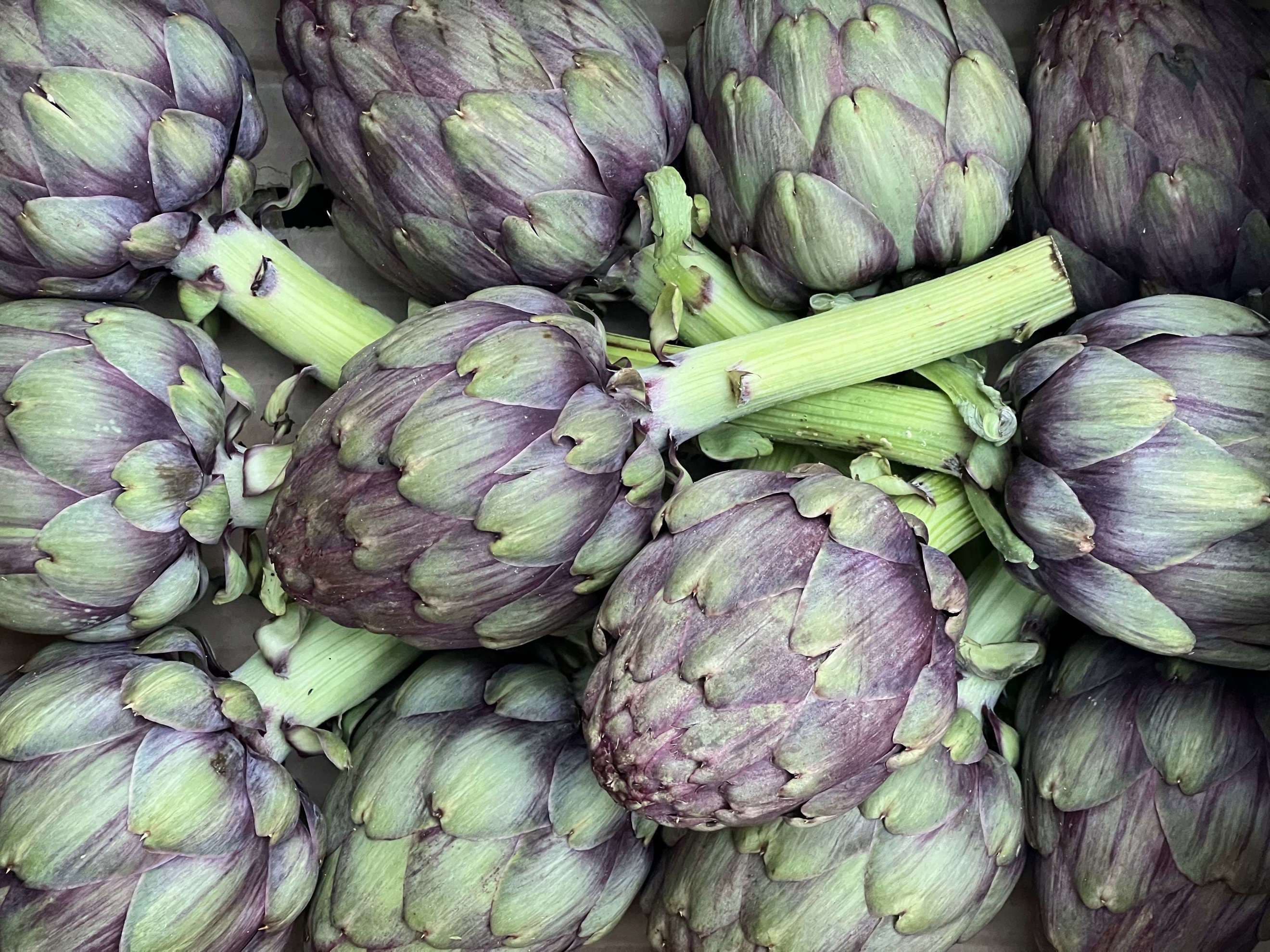 Artichoke - Purple Globe British Organic