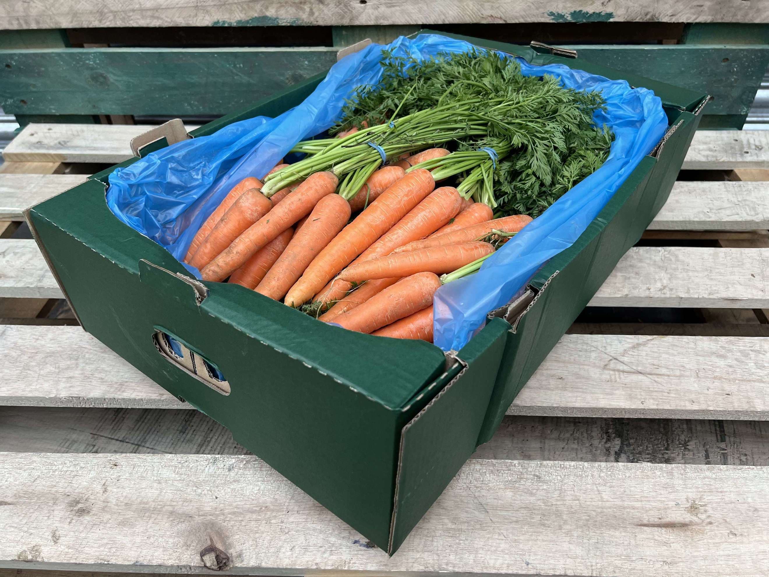 Carrots, Organic - Bunch with Tops