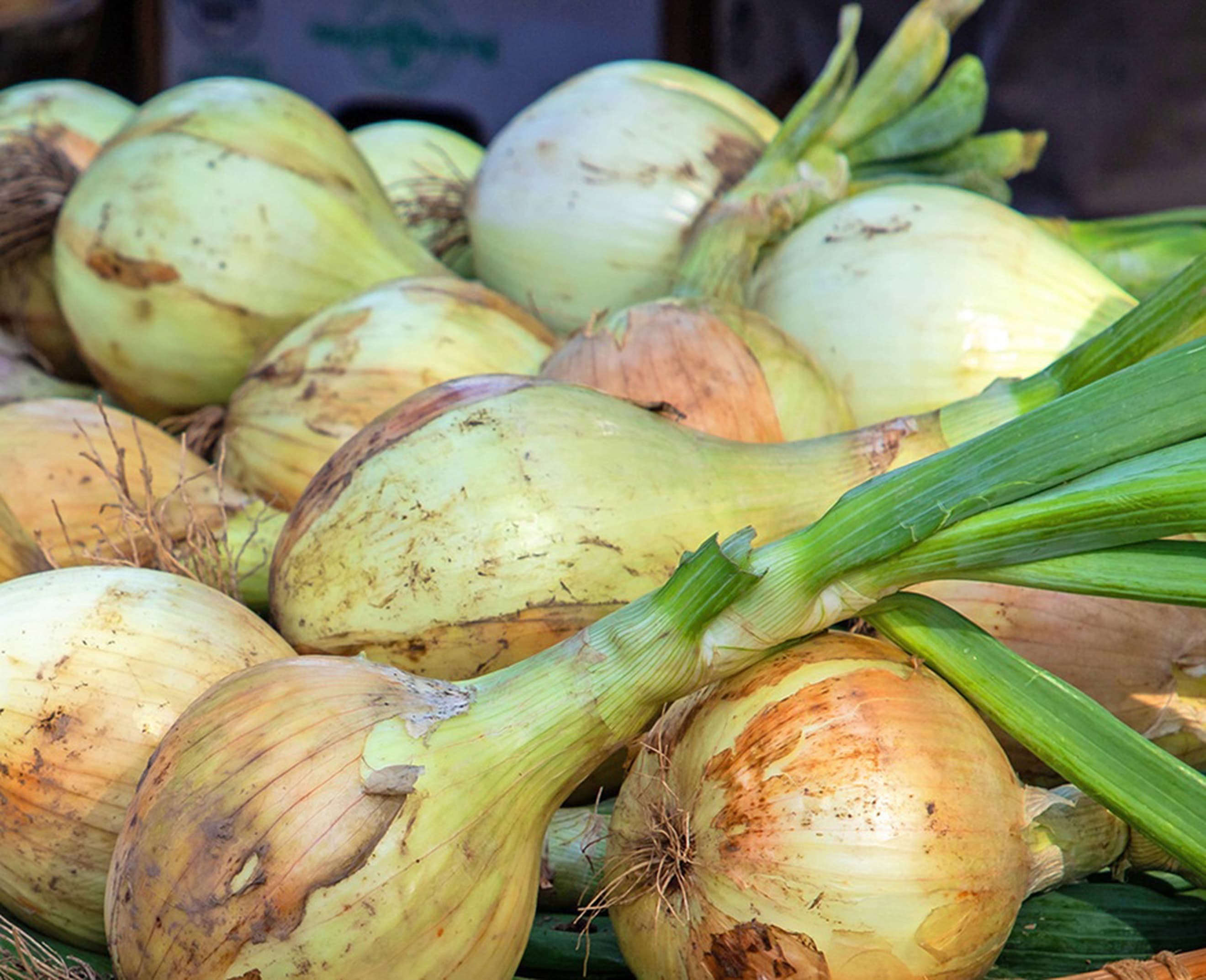 Onions, British Yellow Organic (green top)